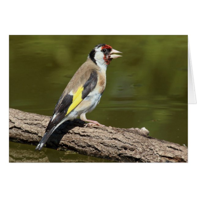 Carduelis carduelis (Devant horizontal)