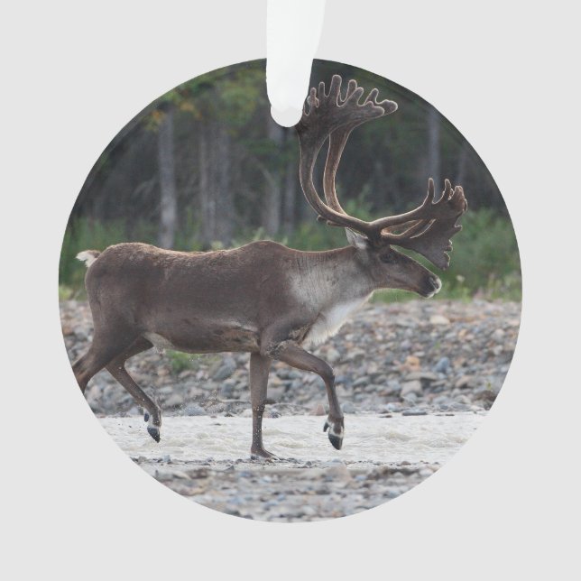 caribou (devant)