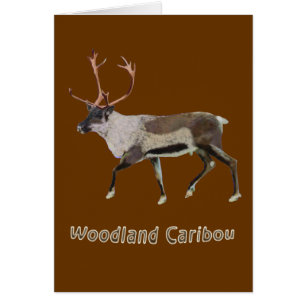 Caribou des bois