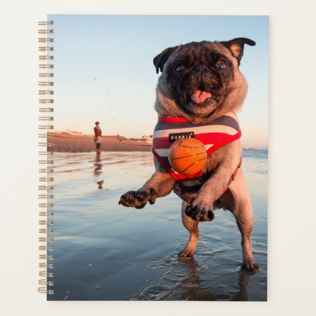 Carlin à la plage (Devant)