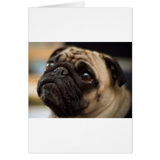 Carlin adorable (Devant)