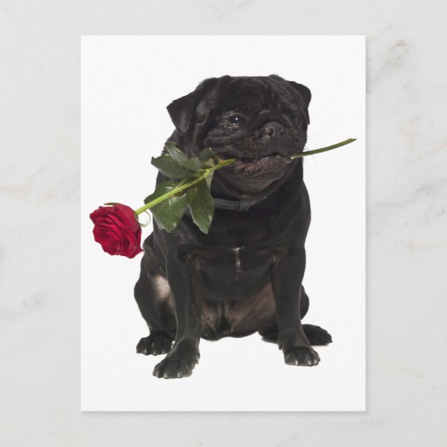 Carlin Chien Chien Chien Salutation Carte postale (Devant)