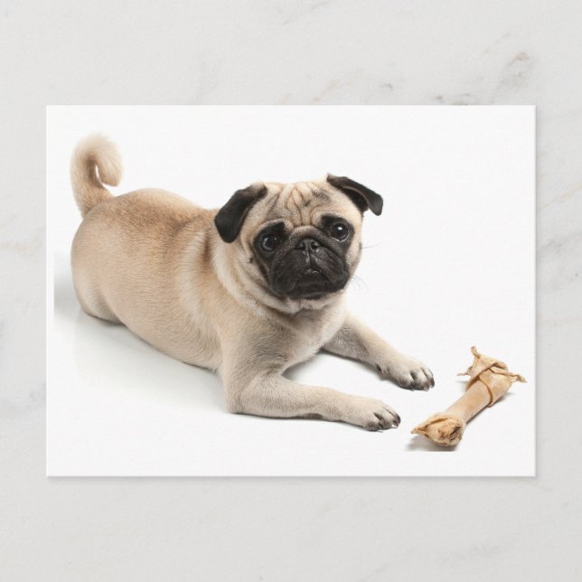 Carlin Chien Chien Chien Salutation Carte postale (Devant)