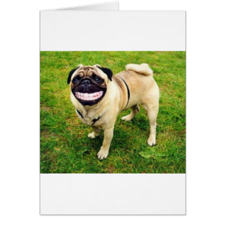 carlin de sourire de chien