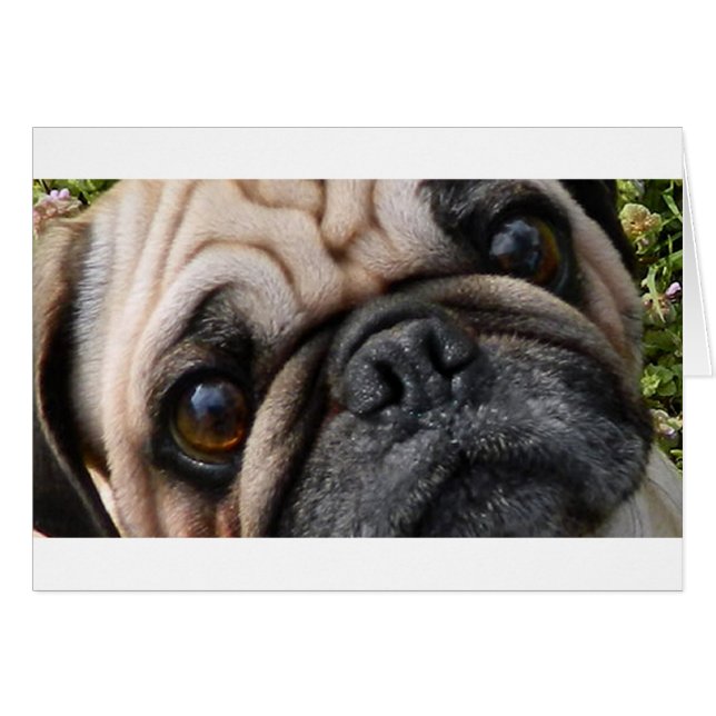 carlin faux yeux (Devant horizontal)