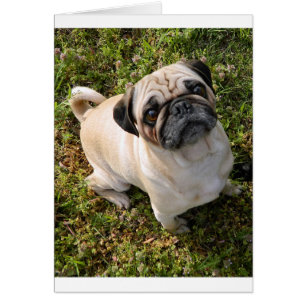 carlin fawn full.png