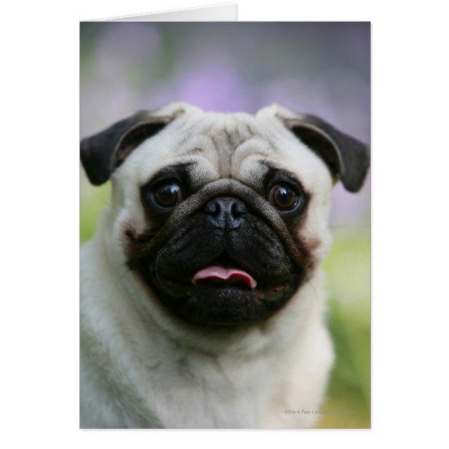 Carlin Feu en alerte (Devant)