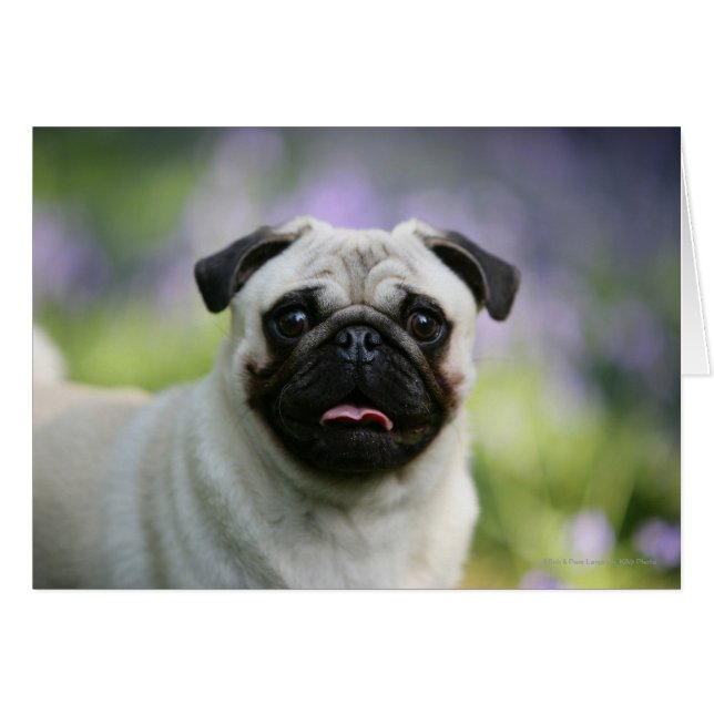 Carlin Feu en alerte (Devant horizontal)