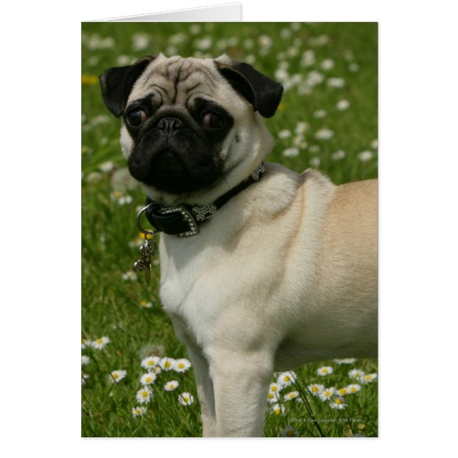 Carlin Jouer dans les fleurs (Devant)