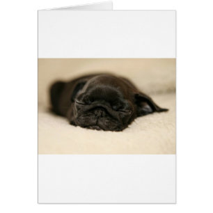 Carlin noir Chiot couché