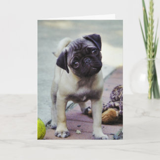Carlin sucré Chiot Valentine #2 Carte de voeux
