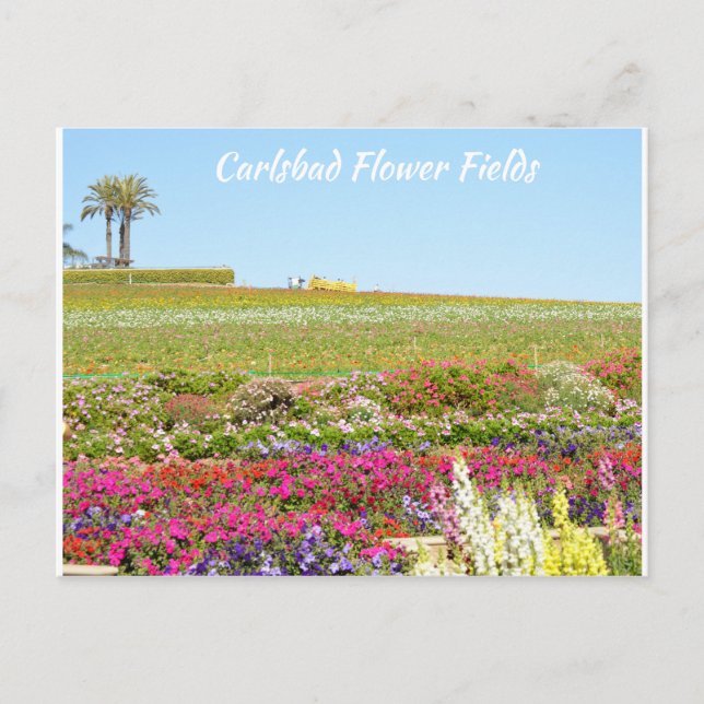 Carlsbad Flower Fiers Carte postale (Devant)