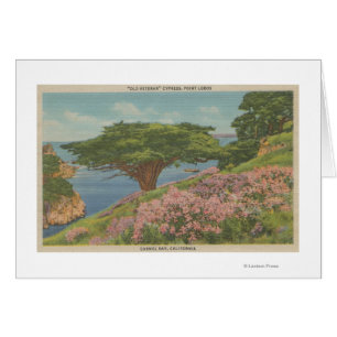 Carmel Bay, CA - Vue de l'arbre "ancien vétéran"