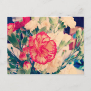 Carnation, carte postale