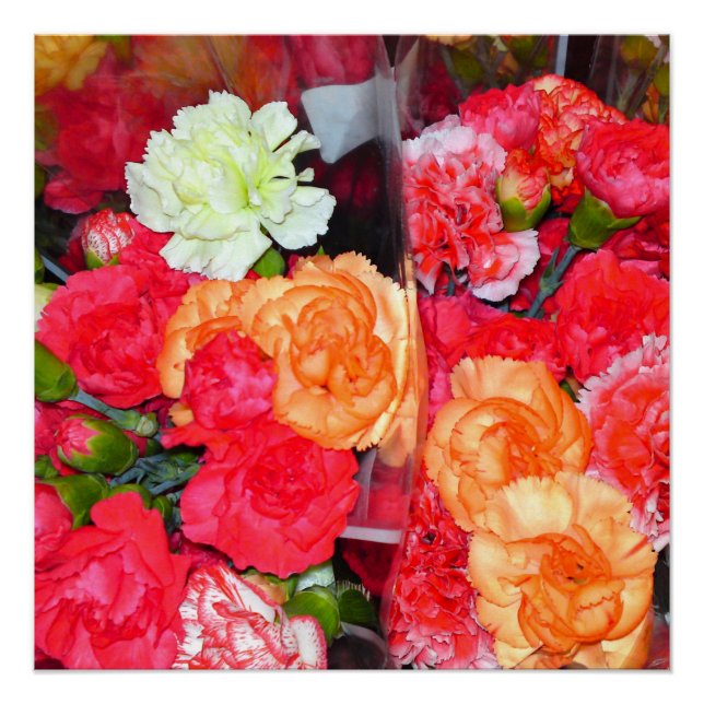 Carnation Flower Mix Perfect Poster (Devant)
