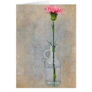 Carnation rose