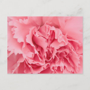 Carnation rose carte postale