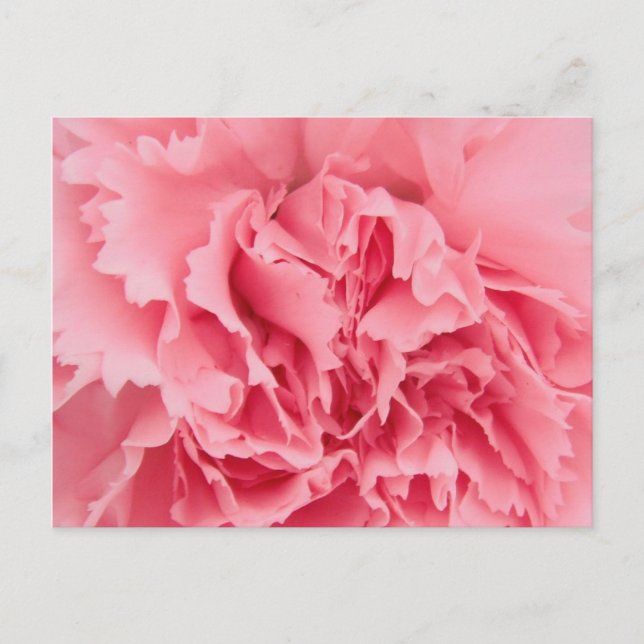 Carnation rose carte postale (Devant)