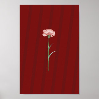 Carnation rose en rouge - Poster esthétique romant