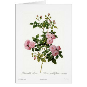Carnea de multiflora de Rosa (la mûre s'est levé