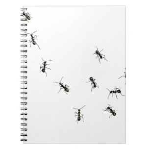 Carnet 10 fourmis