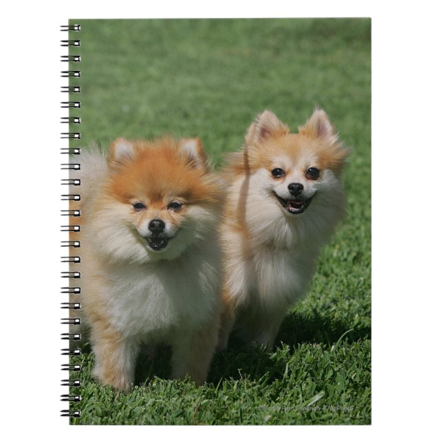 Carnet 2 Pomeranians regardant l'appareil-photo (Devant)