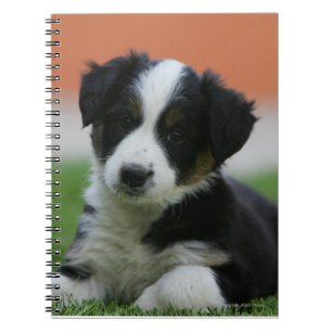 Carnet 6 semaine vieux border collie