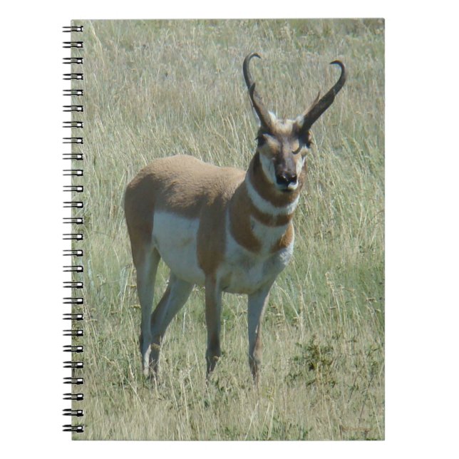 Carnet A13 Antilope pronghorn mâle (Devant)