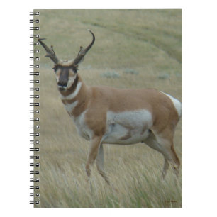 Carnet A33 Antilope d'Amérique mâle cornes torses