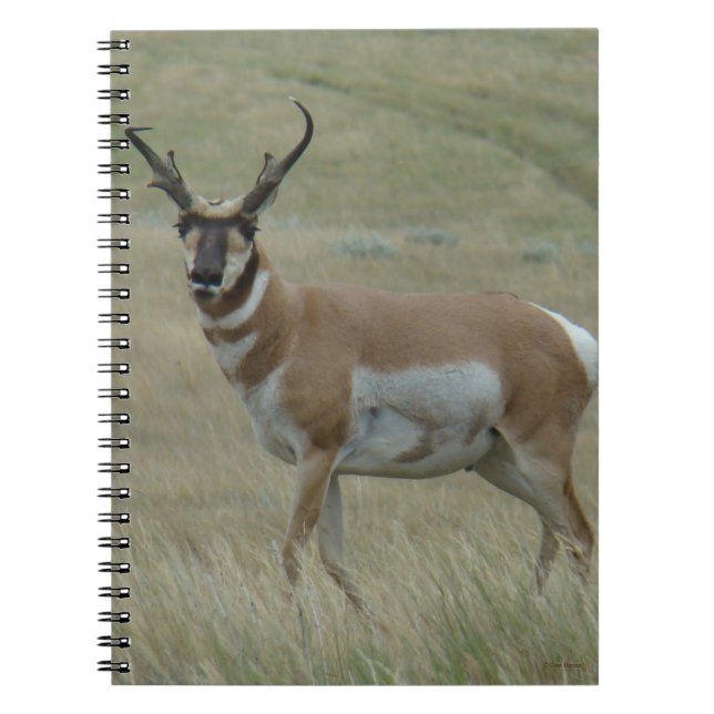 Carnet A33 Antilope d'Amérique mâle cornes torses (Devant)