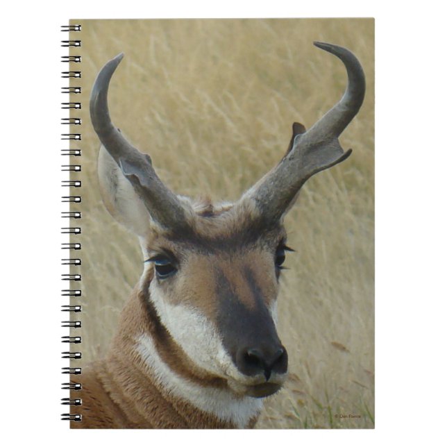Carnet A5 Pronghorn Antelope Big Buck Head Shot (Devant)