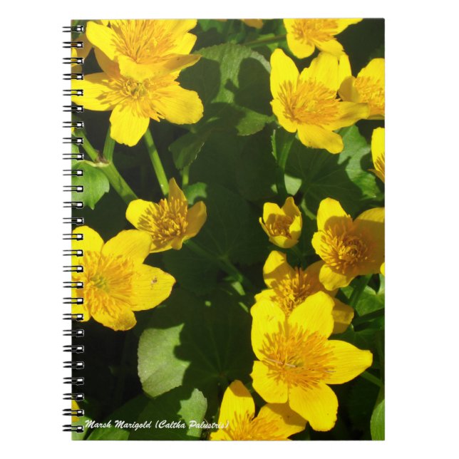 Carnet à boucle spirale 8x11" | Marsh Marigold (Devant)