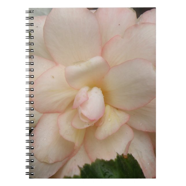 Carnet à fleurs de Begonia blanche (Devant)