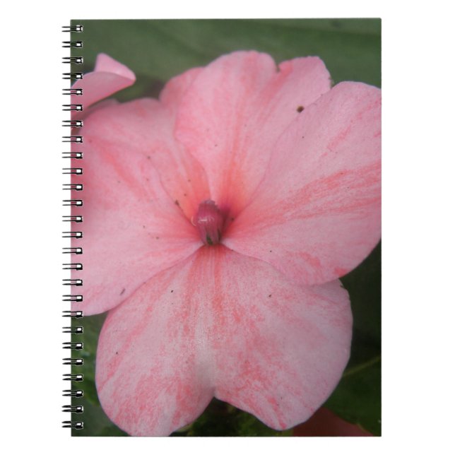 Carnet à fleurs Pale Rose Impatiens (Devant)