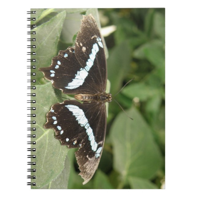 Carnet à papillons tropicaux noir et blanc (Devant)