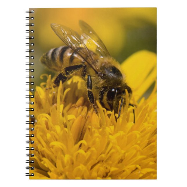 Carnet Abeille africaine de miel avec Sacs de pollen nour (Devant)