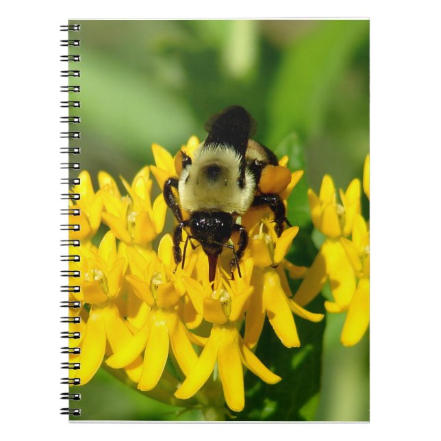 Carnet Abeille se régalant de fleurs sauvages d'Asclépiad (Devant)