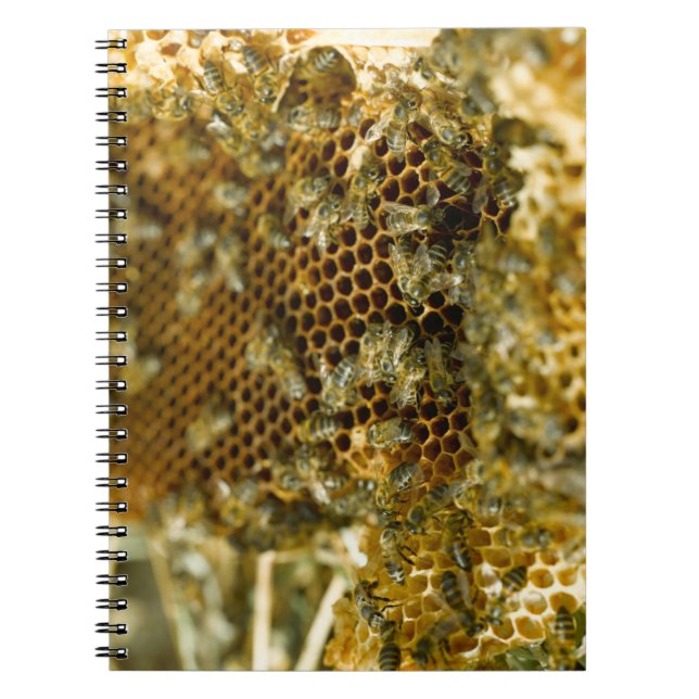 Carnet Abeilles dans une ruche, Western Cape, Afrique du  (Devant)