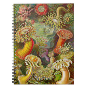 Carnet Actinae Ocean Life d'Ernst Haeckel