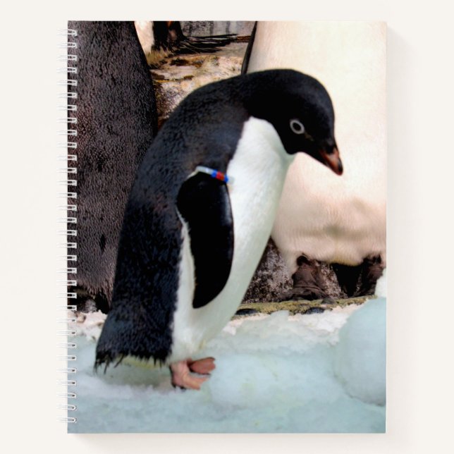 Carnet Adélie Penguin (Devant)
