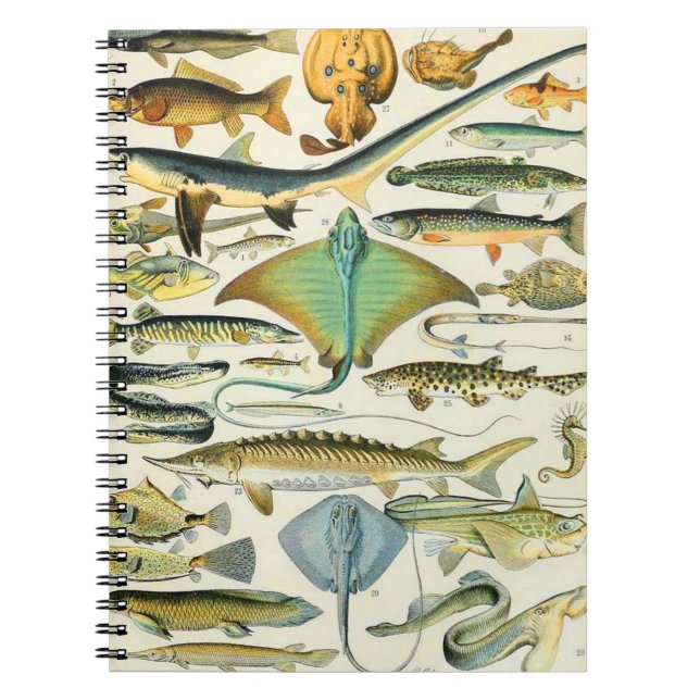 Carnet Adolphe Millot poisson B (Devant)