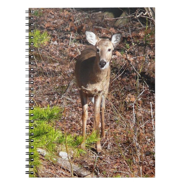 Carnet Adorable Cerf dans les Bois Photographie de la nat (Devant)