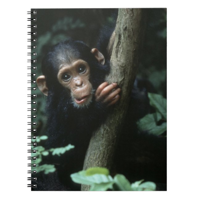 Carnet Afrique, Afrique de l'Est, Tanzanie, Parc national (Devant)