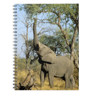 Carnet Afrique, Botswana, Delta de l'Okavango. Africain 2