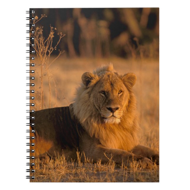 Carnet Afrique, Botswana, delta de l'Okavango. Lion (Pant (Devant)