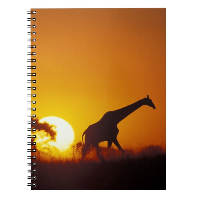 Carnet Afrique, Botswana, Parc national de Chobe, Girafe  (Devant)