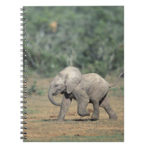 Carnet Afrique du Sud, Parc national d'Addo Elephant. Béb