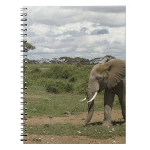 Carnet Afrique, Kenya, Parc national d'Amboseli, éléphant