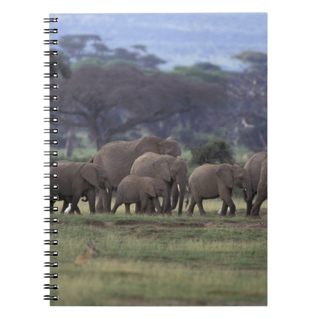 Carnet Afrique, Kenya, Parc national d'Amboseli. Éléphant (Devant)