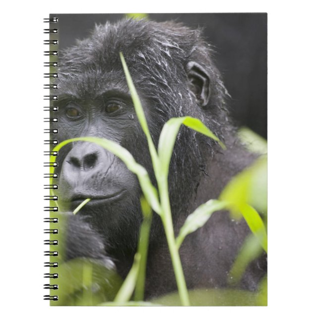 Carnet Afrique Ouganda, Bwindi (Devant)